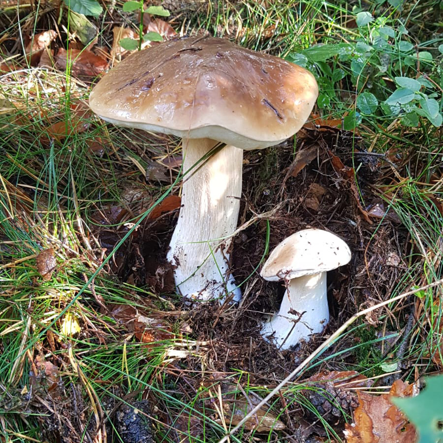 Umgebung